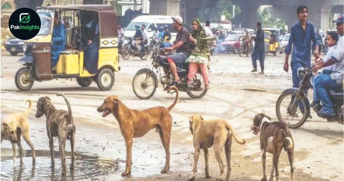 Stray Dog Problem in Karachi