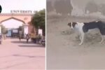 Stray Dogs Attack Children at Karachi University: What Happened