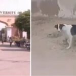 Stray Dogs Attack Children at Karachi University: What Happened