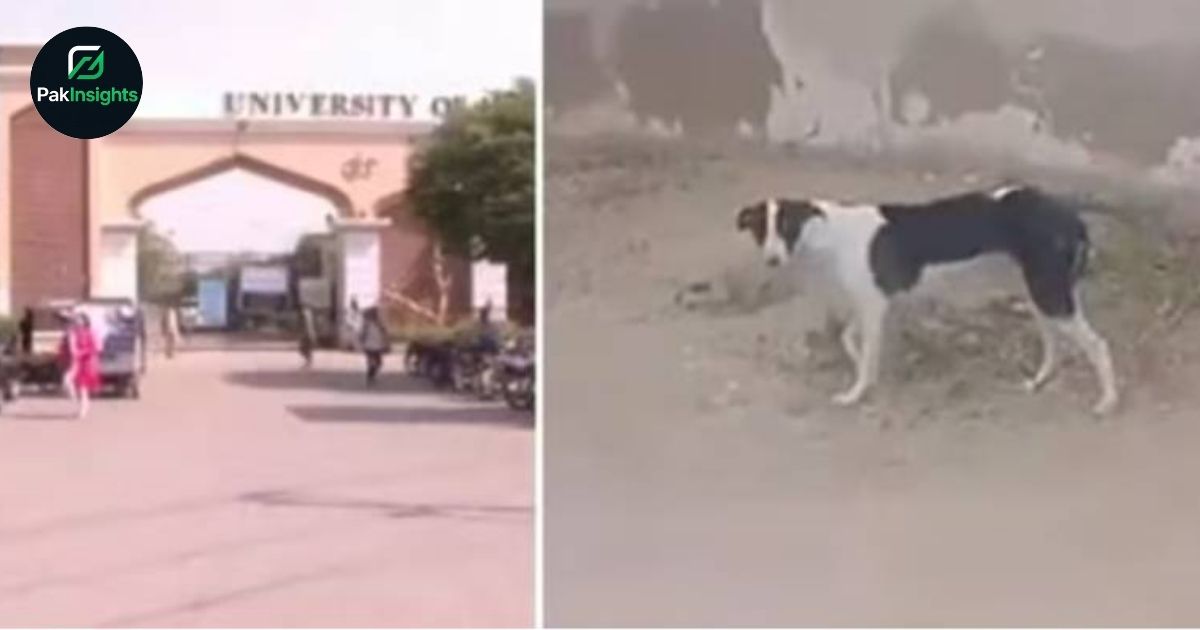 Stray Dogs Attack Children at Karachi University: What Happened