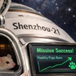 China’s ‘Space Mice’ Return from Shenzhou-21 and Give Birth