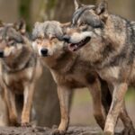 Conflict with Humans Threatens Wolf Populations Worldwide