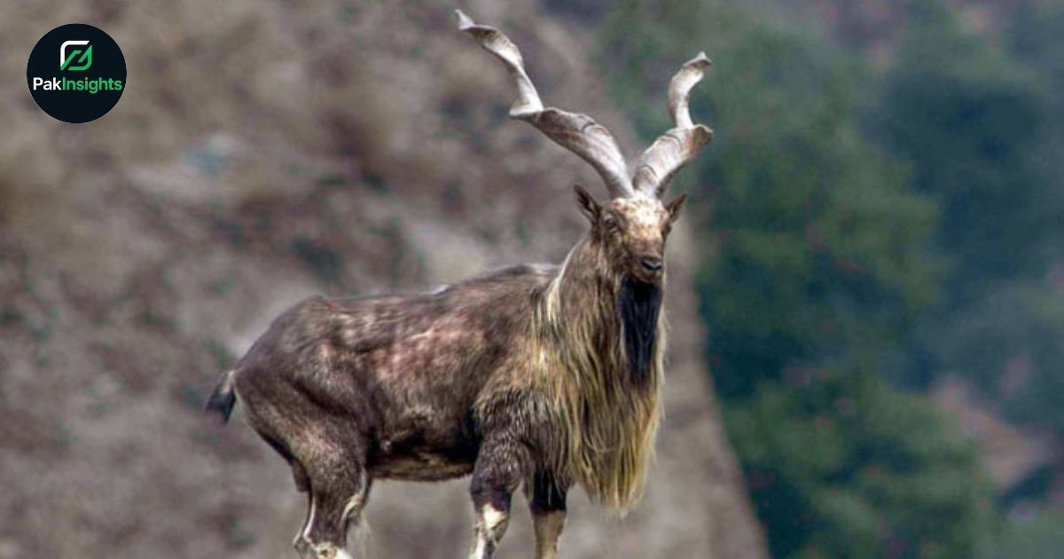 Government Sanctions Trophy Hunting Quota for 2026 Season