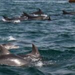 Huge Pod of Dolphins Sighted Off the Coast of Gwadar