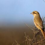 Isabelline Shrike: A Detailed Guide for Curious Bird Lovers