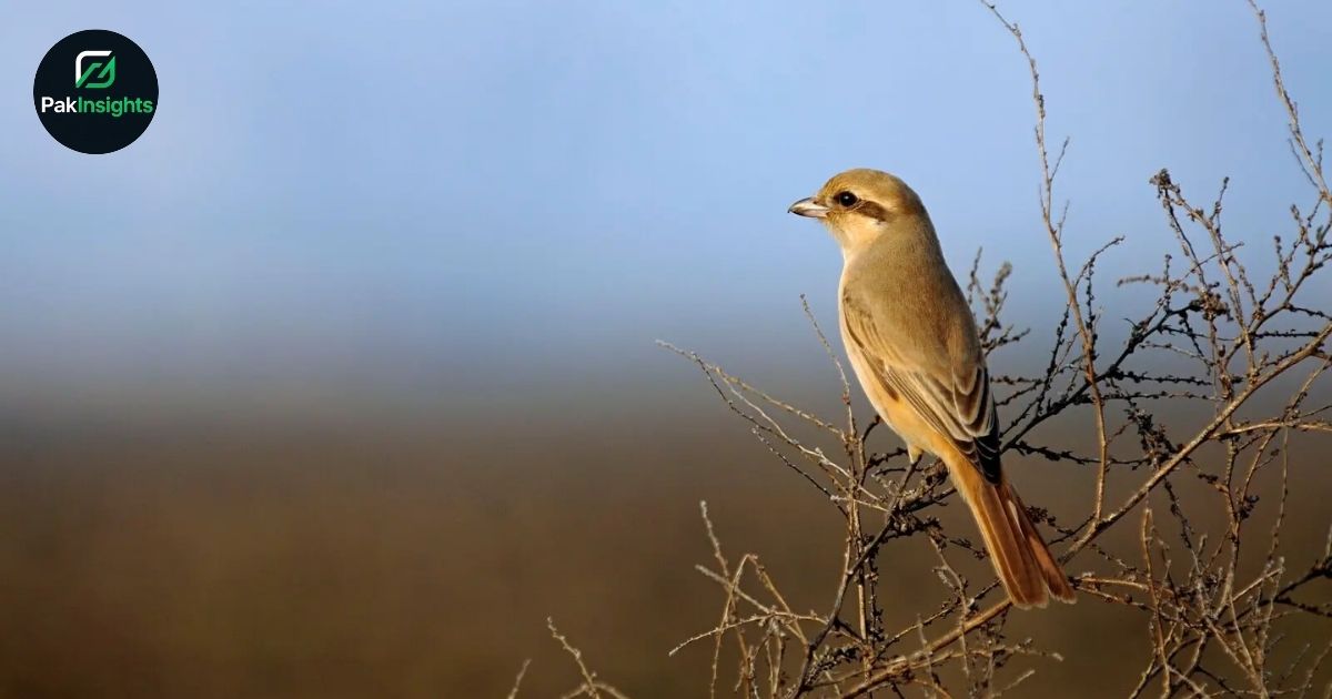 Isabelline Shrike: A Detailed Guide for Curious Bird Lovers