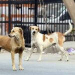 Karachi’s Stray Dog Crisis Worsens as Bite Incidents Cross 29,000