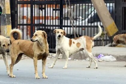 Karachi’s Stray Dog Crisis Worsens as Bite Incidents Cross 29,000