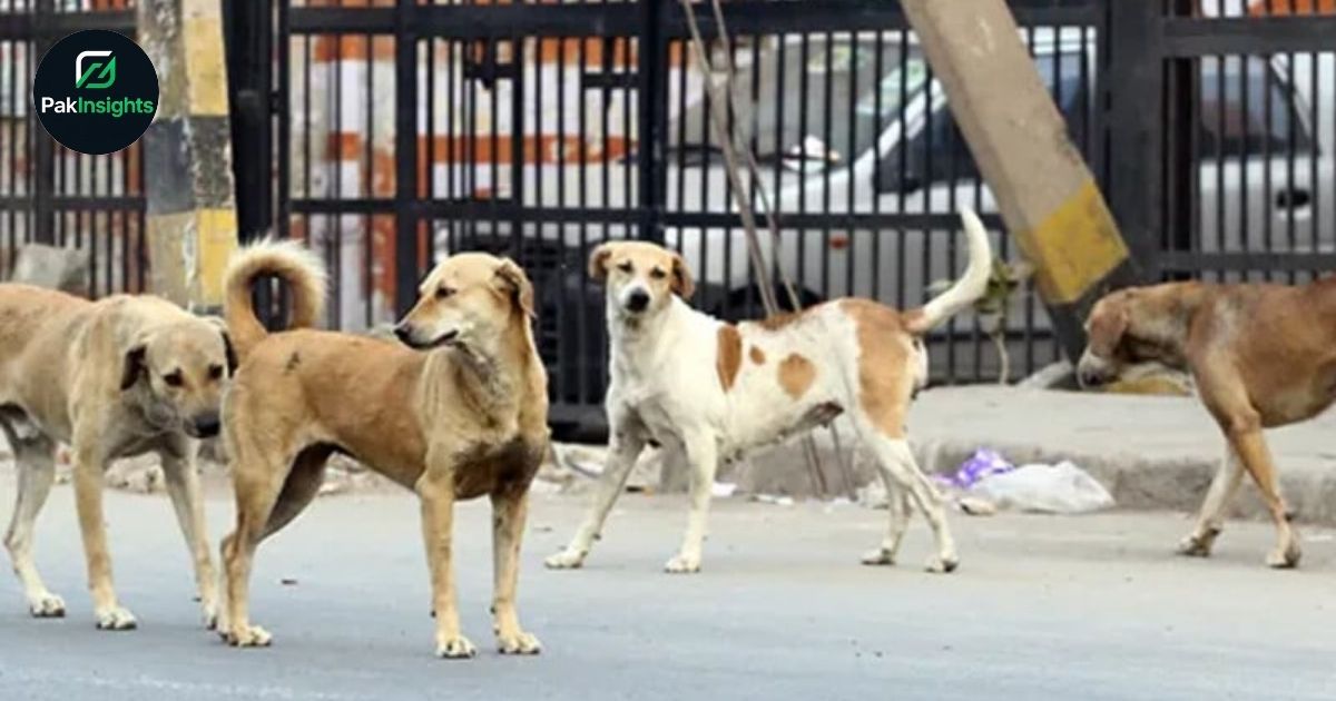 Karachi’s Stray Dog Crisis Worsens as Bite Incidents Cross 29,000