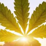 Long-Term Cannabis Use Impairs Memory by Affecting Sleep