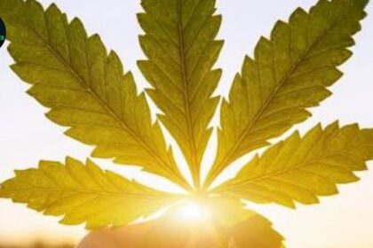 Long-Term Cannabis Use Impairs Memory by Affecting Sleep