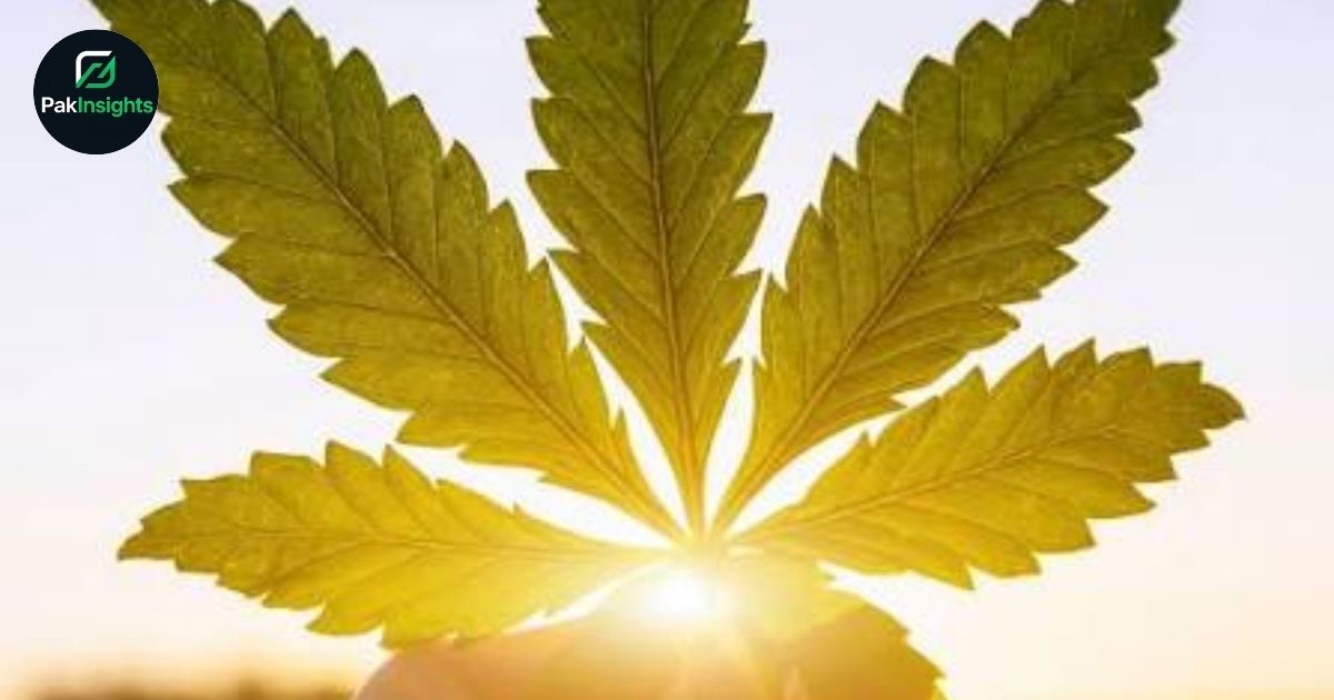 Long-Term Cannabis Use Impairs Memory by Affecting Sleep