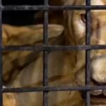 Over 35,000 Animals and Birds Saved by Punjab Wildlife Rangers