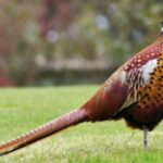 Punjab to Introduce New Animal Species at Lahore’s Wildlife Park