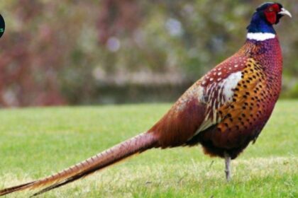 Punjab to Introduce New Animal Species at Lahore’s Wildlife Park