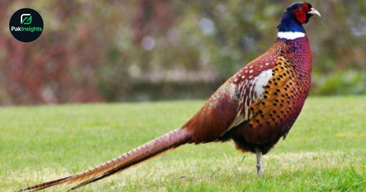 Punjab to Introduce New Animal Species at Lahore’s Wildlife Park