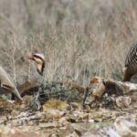 Punjab Wildlife Department Launches First-Ever Auction for Partridge Hunting Permits