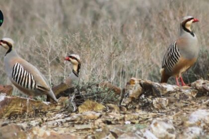 Punjab Wildlife Department Launches First-Ever Auction for Partridge Hunting Permits