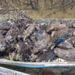 Punjab Wildlife Department Seizes 7,700 Dead Birds in Wildlife Smuggling