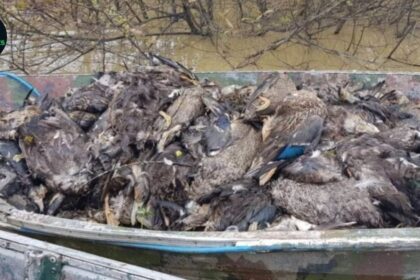 Punjab Wildlife Department Seizes 7,700 Dead Birds in Wildlife Smuggling