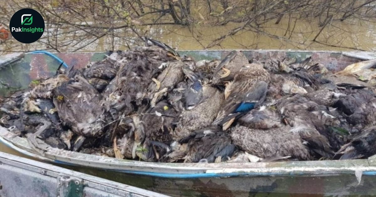 Punjab Wildlife Department Seizes 7,700 Dead Birds in Wildlife Smuggling