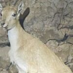 Rare Young Markhor Death at Azad Kashmir Wildlife Park