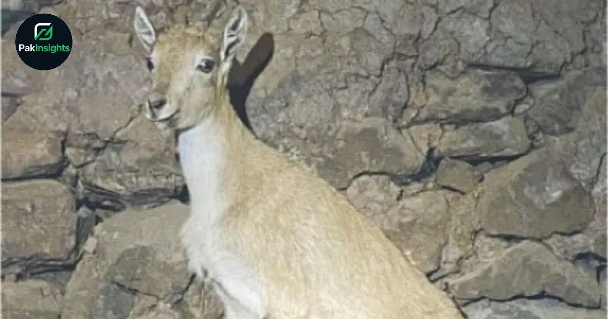 Rare Young Markhor Death at Azad Kashmir Wildlife Park