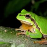 Scientists Identify Cancer-Fighting Bacteria in Frogs
