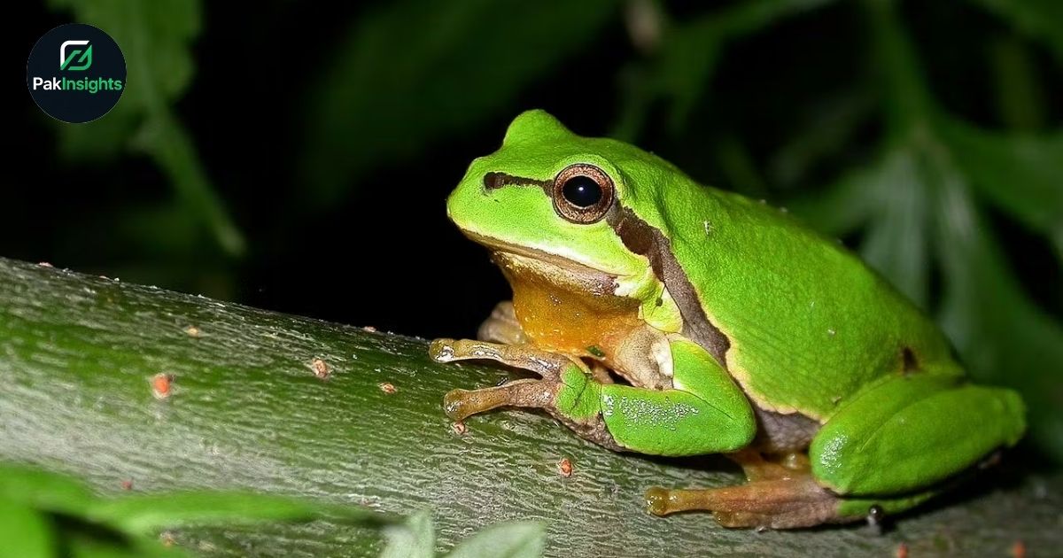 Scientists Identify Cancer-Fighting Bacteria in Frogs