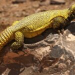 Spiny-Tailed Lizards (Uromastyx): Habitat, Diet, and Behavior