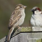 The Alarming Decline of Sparrows in Pakistan: Causes, Impact, and Solutions