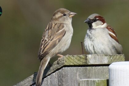 The Alarming Decline of Sparrows in Pakistan: Causes, Impact, and Solutions