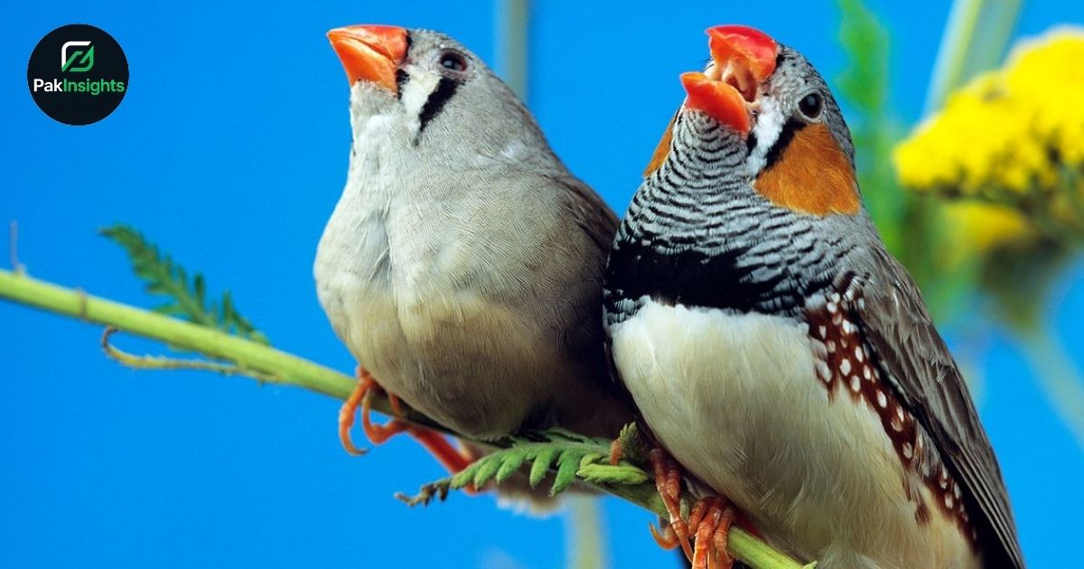 Understanding Zebra Finch Communication