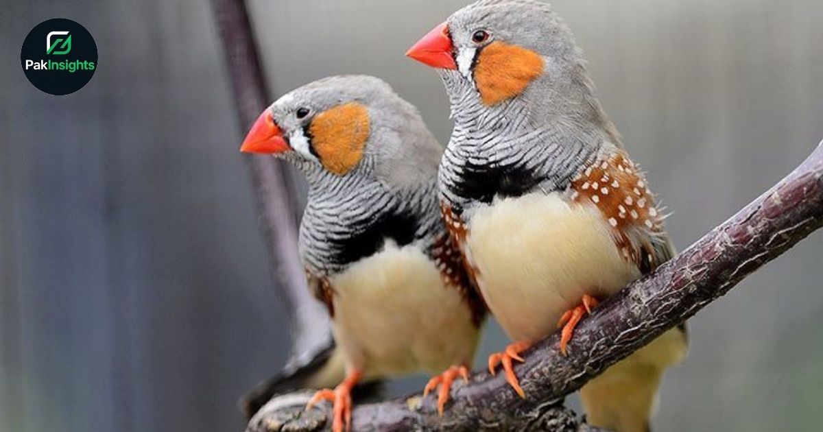 Zebra Finch Chirps Unveiled: Meaning, Communication & Behavior