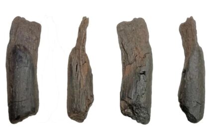 430,000-Year-Old Wooden Tools Discovered in Greece