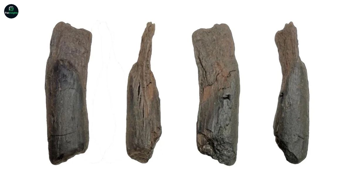 430,000-Year-Old Wooden Tools Discovered in Greece