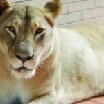 8-Year-Old Girl Injured in Lahore After Pet Lioness Attack