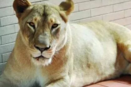 8-Year-Old Girl Injured in Lahore After Pet Lioness Attack