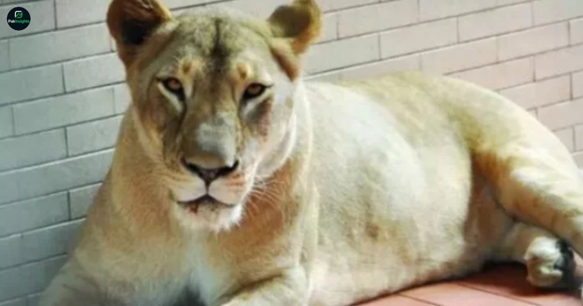 8-Year-Old Girl Injured in Lahore After Pet Lioness Attack