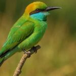 Asian Green Bee-eater: Habitat, Behavior, and Conservation