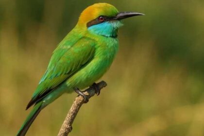 Asian Green Bee-eater: Habitat, Behavior, and Conservation