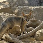 Blanford's Fox: Habitat, Behavior, and Conservation Insights