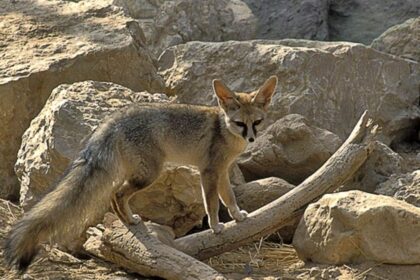 Blanford's Fox: Habitat, Behavior, and Conservation Insights