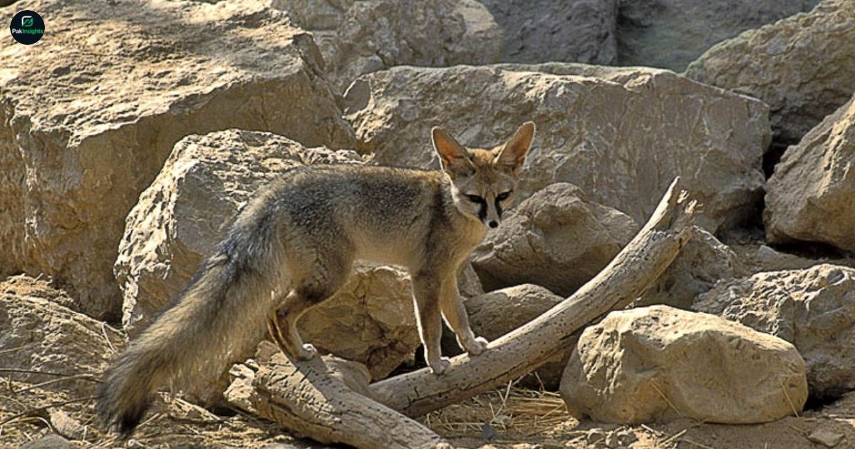 Blanford's Fox: Habitat, Behavior, and Conservation Insights