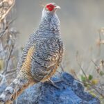Cheer Pheasant – The Rare and Majestic Bird of the Himalayas