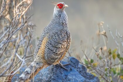 Cheer Pheasant – The Rare and Majestic Bird of the Himalayas