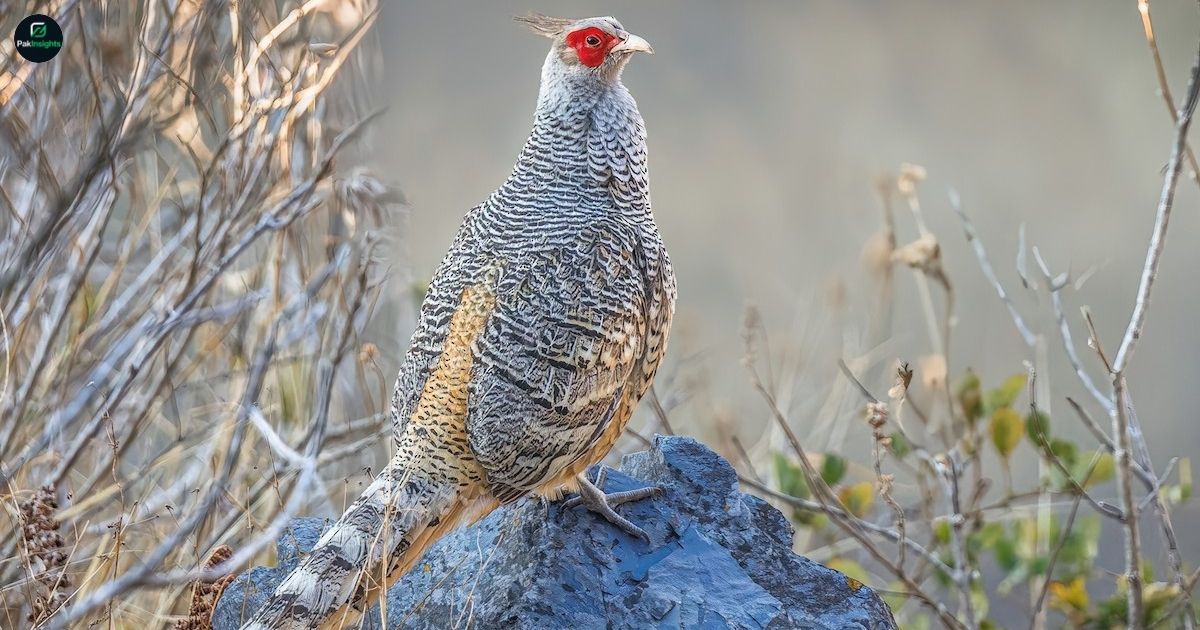 Cheer Pheasant – The Rare and Majestic Bird of the Himalayas