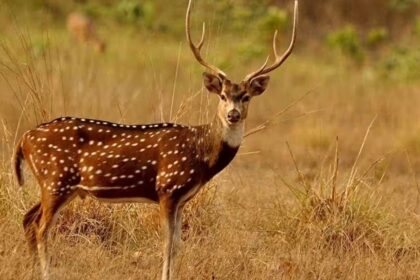 Chital: Habitat, Behavior, and Conservation Insights