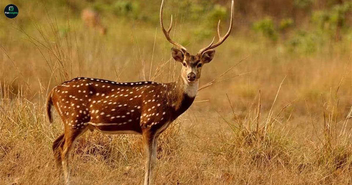 Chital: Habitat, Behavior, and Conservation Insights
