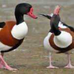Common Shelduck: Guide to Habitat, Behavior, and Conservation